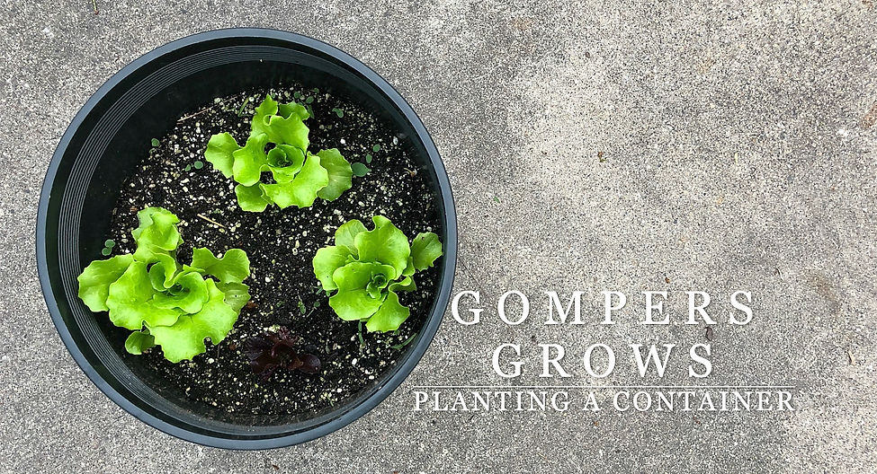 Gompers Grows_Planting a Container